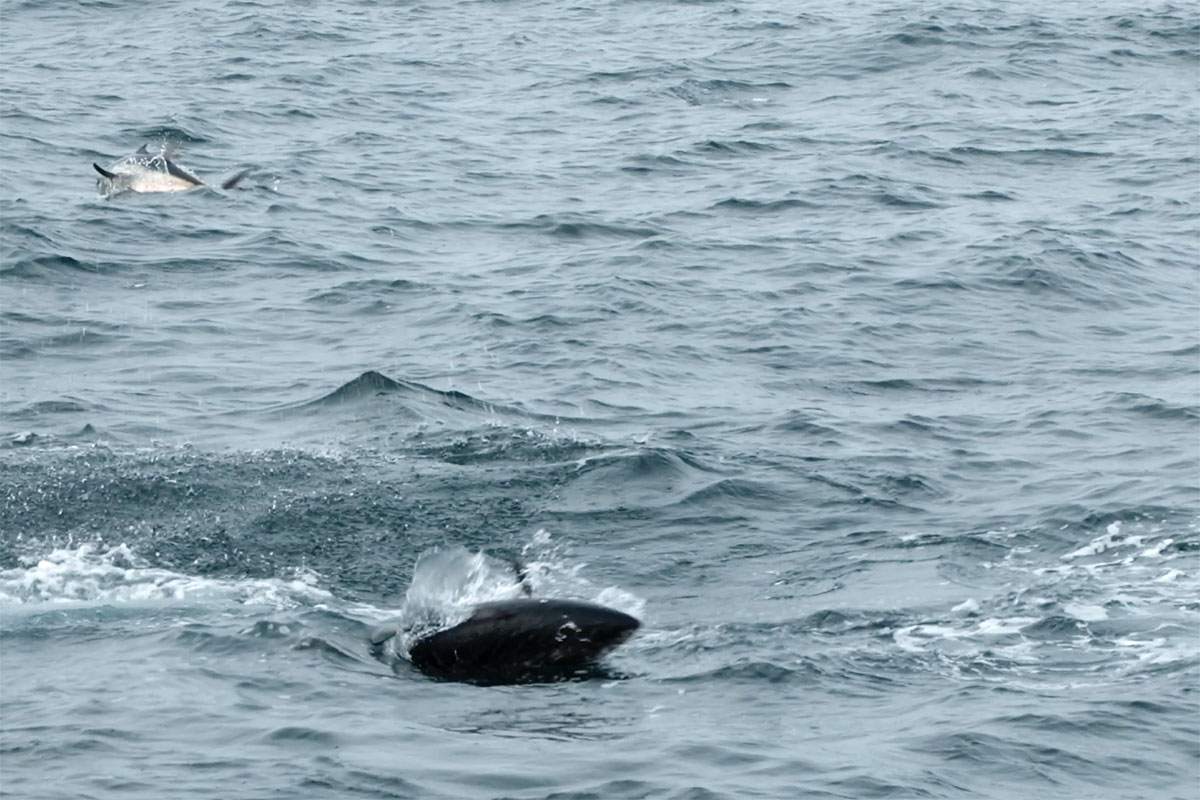 Stacks Image 9500